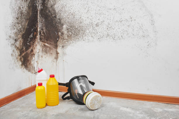 Best Toxic Mold Removal  in Lake Orion, MI