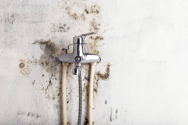 Mold Removal Process in Lake Orion, MI
