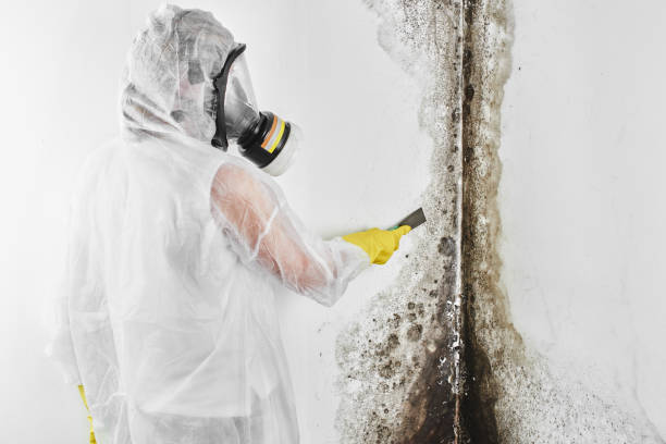 Best Mold Cleaning Services  in Lake Orion, MI