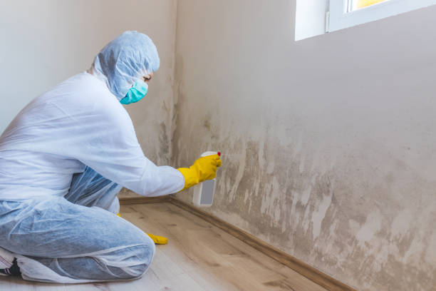 Best Mold Damage Repair  in Lake Orion, MI