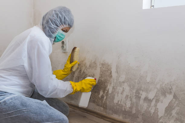 Best Office Mold Removal Services  in Lake Orion, MI