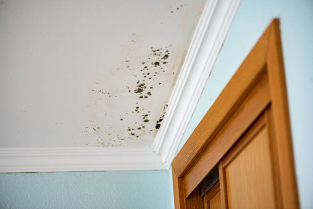 Best Crawl Space Mold Removal  in Lake Orion, MI