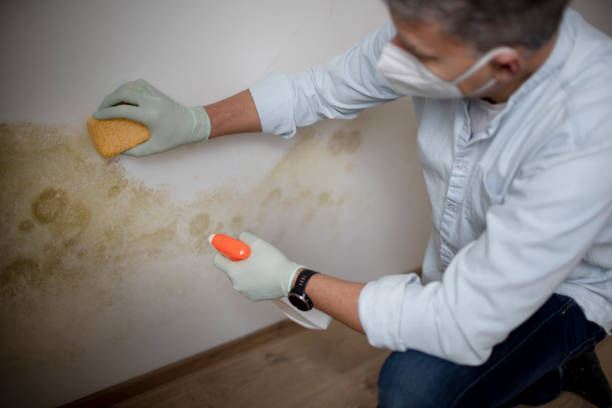 Best Local Mold Removal Service  in Lake Orion, MI