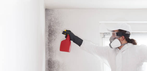 Best Commercial Mold Removal  in Lake Orion, MI