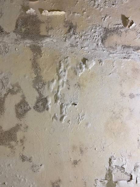 Certified Mold Removal in Lake Orion, MI