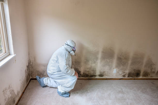 Professional Mold Removal in Lake Orion, MI
