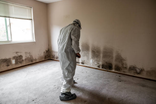 Best Attic Mold Removal  in Lake Orion, MI